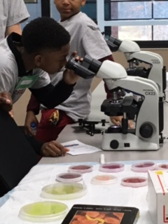 students looking through microscopes