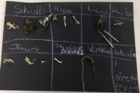 Brett's bird and rodent bones